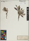 Foto von Salix lapponum L.